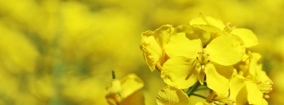 yellow flowers, Oilseed Rape, Field, field of rapeseeds, crops, HD wallpaper