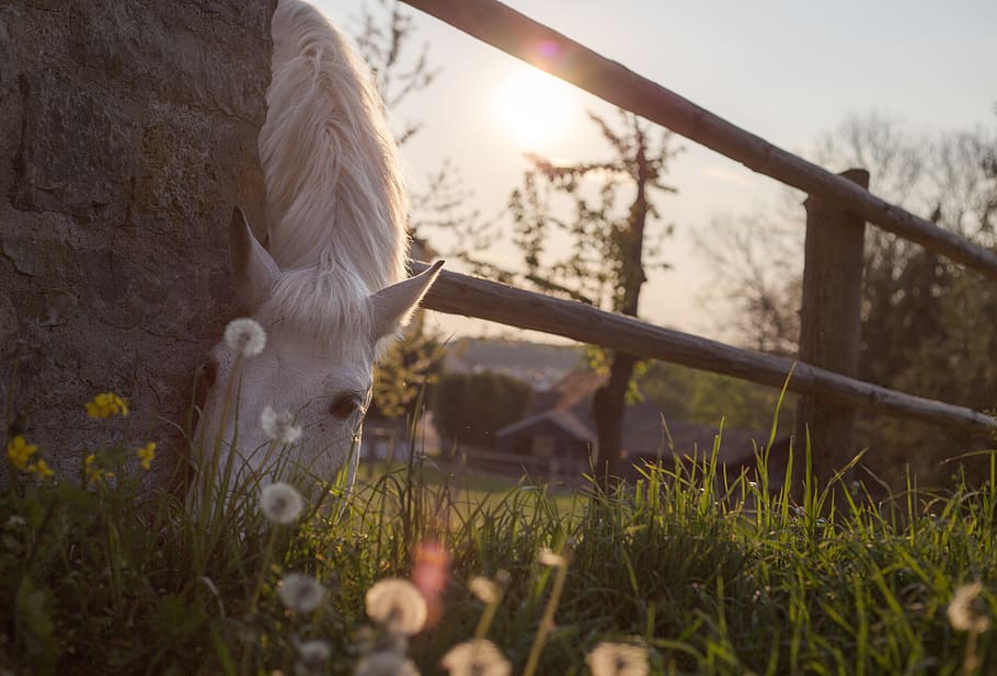 tilt shift lens photography of white horse, graze, paddock, ride, HD wallpaper