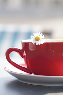 white and yellow flower on red and white ceramic cup, tee, margarite HD wallpaper