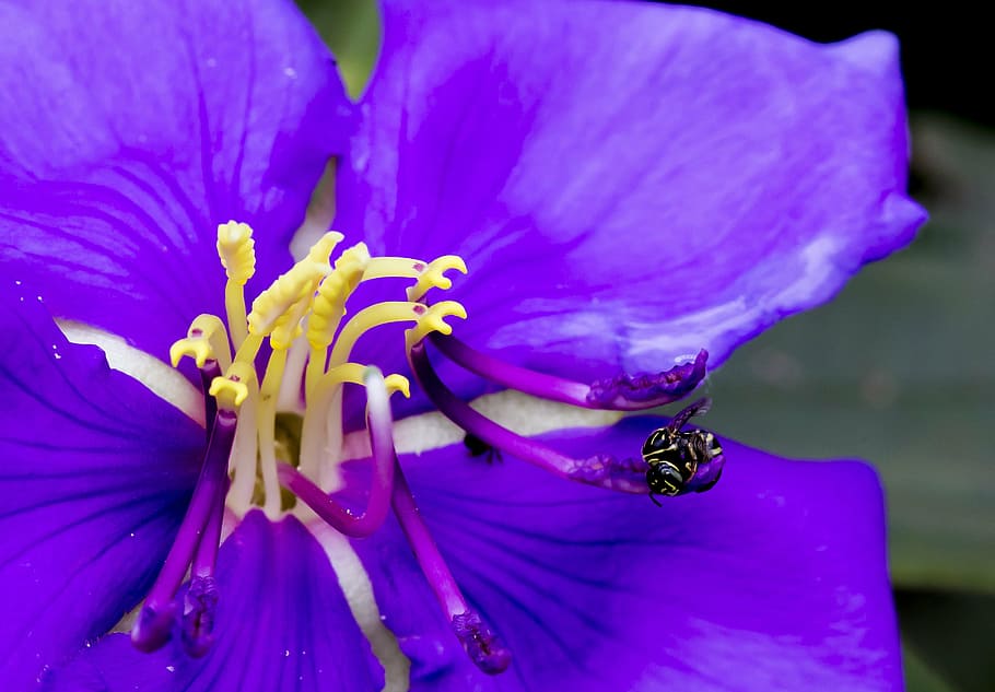 bees, flower, natural, flowering plant, petal, fragility, vulnerability HD wallpaper