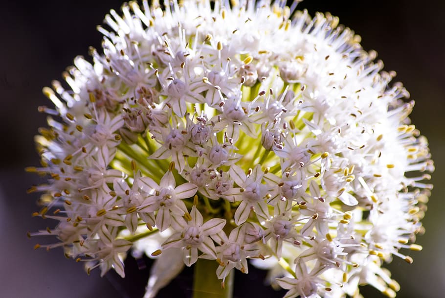 Flower, Onion, Nature, Vegetable, purple, close-up, fragility HD wallpaper