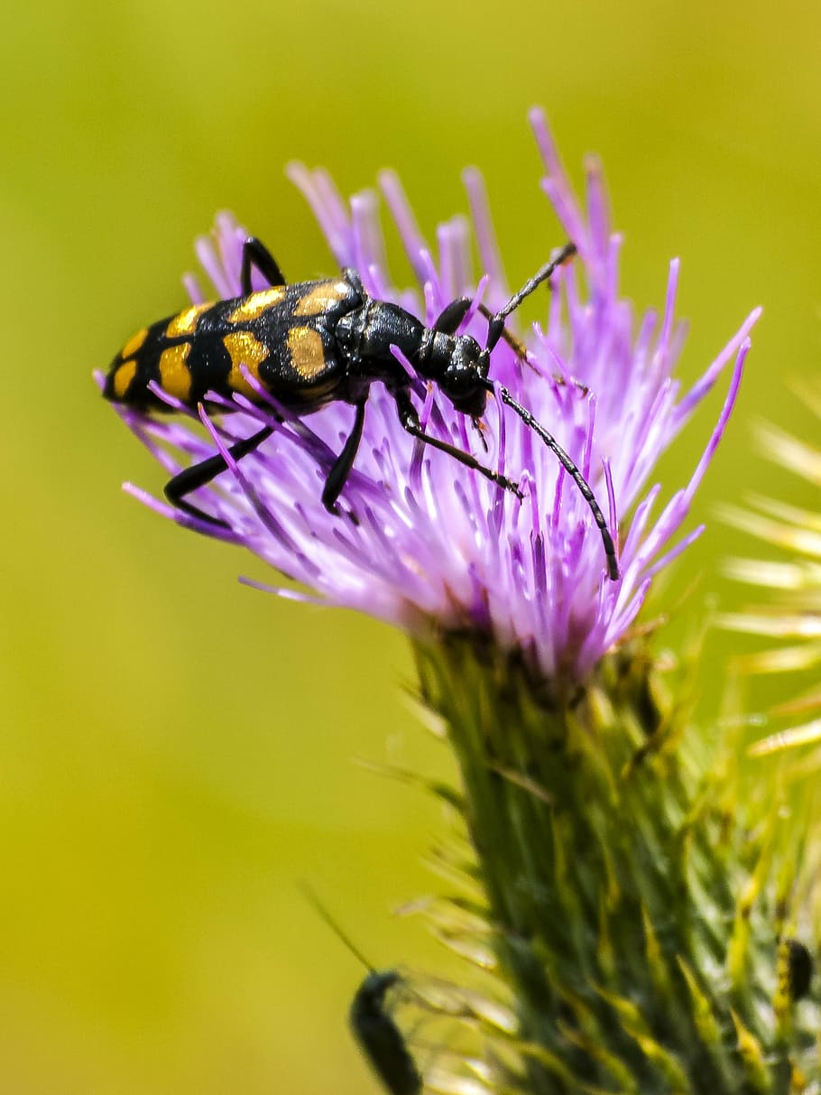 beetle, insect, nature, animal, invertebrate, flowering plant HD wallpaper