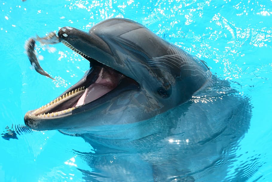 gray dolphin in swimming pool, dolphins, marine life, fish in water, HD wallpaper