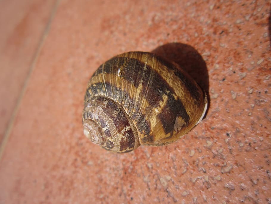 shell, snail, close up, spiral, round, brown, nature, animal wildlife HD wallpaper