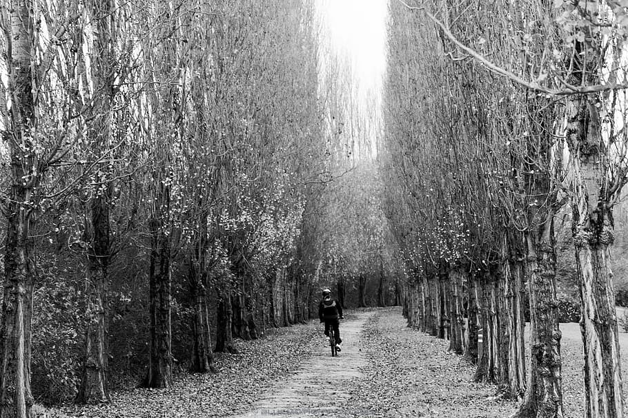 Alone in the wood, man biking on road surrounded by trees, path HD wallpaper
