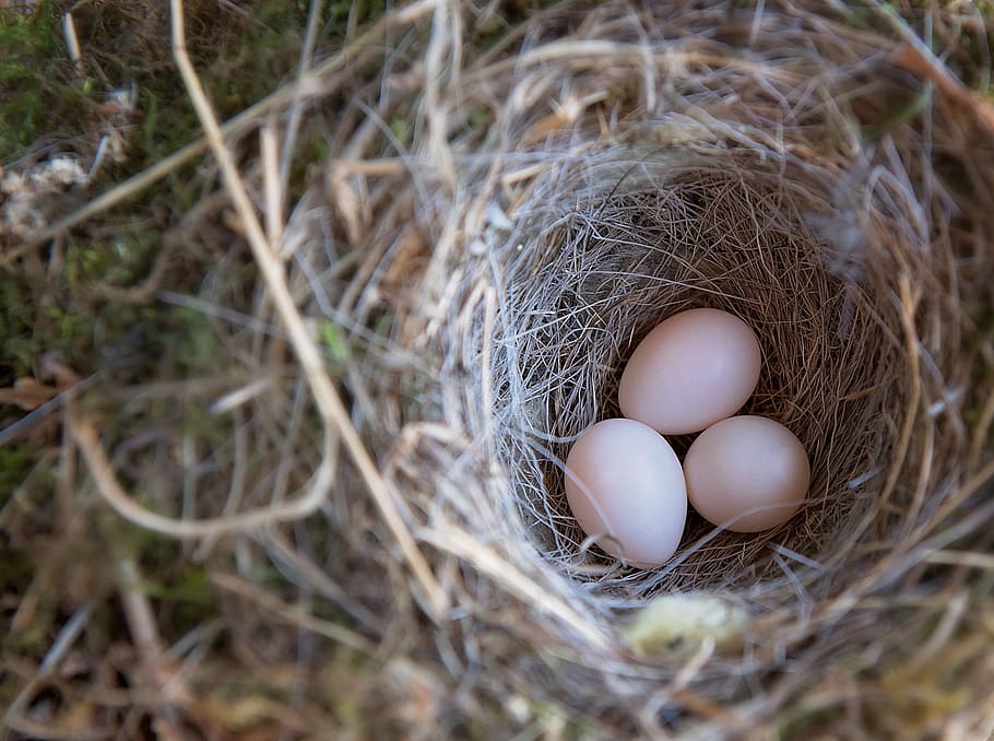 Hd Wallpaper Three White Egss On Round Brown Nest Bird S Nest Bird Eggs Wallpaper Flare