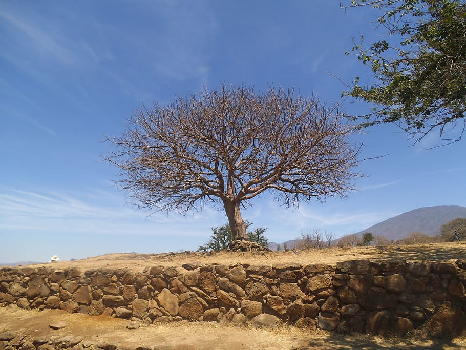 tree, branches, bark, twigs, trees, nature, sky, colors, beauty in nature HD wallpaper