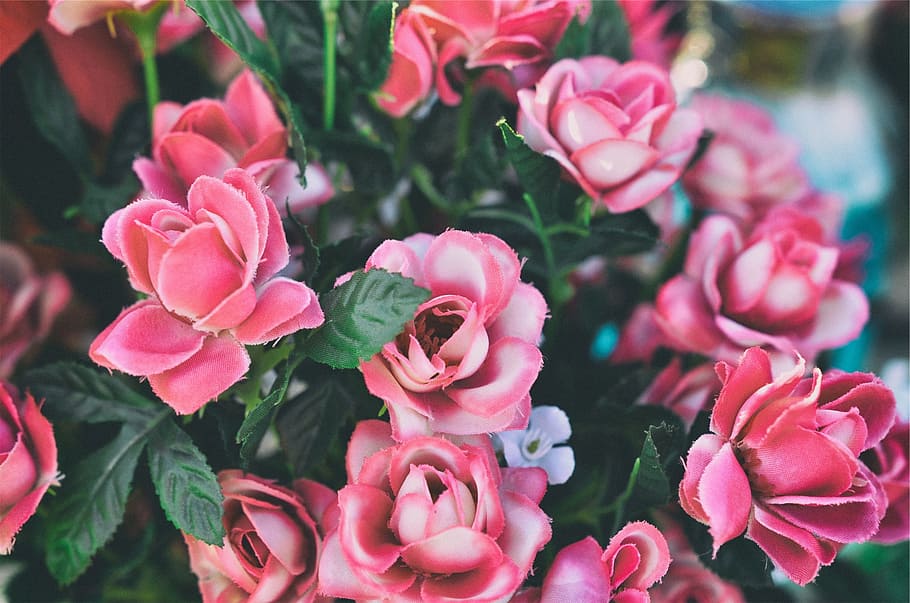 pink, roses, flowers, flowering plant, pink color, beauty in nature HD wallpaper