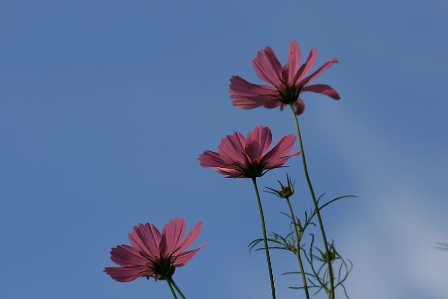 three cosmos, flowers, pink, sky, blue, fragility, flowering plant HD wallpaper