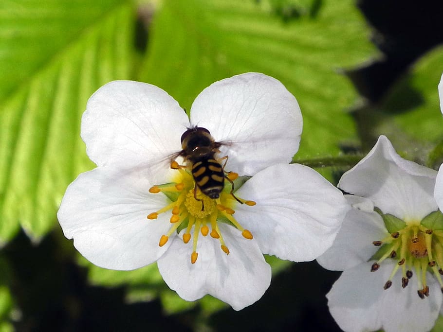 strawberry flower, white, spring, nature, close, insect, flowering plant HD wallpaper