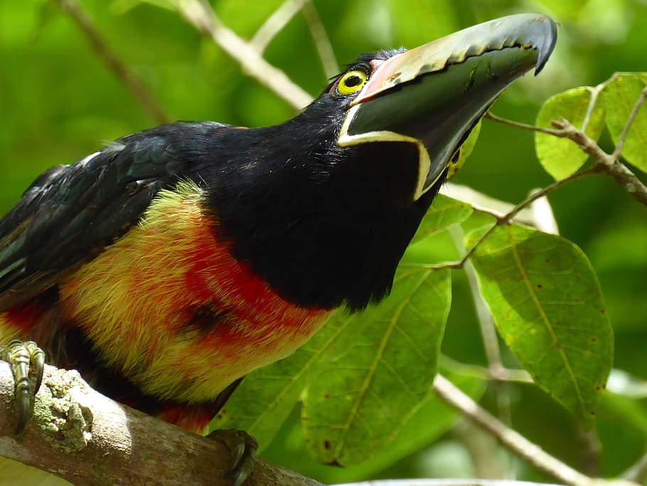 Toucan, Yellow, Tikal, black, red, guatemala, one animal, animal wildlife HD wallpaper