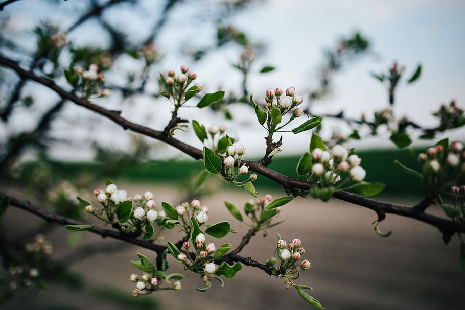 Close-ups of leaves, flowers and fruit on trees, part 1, closeup HD wallpaper
