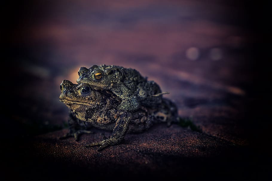 toad, animals, real toad, common toad, pairing, animal wildlife HD wallpaper