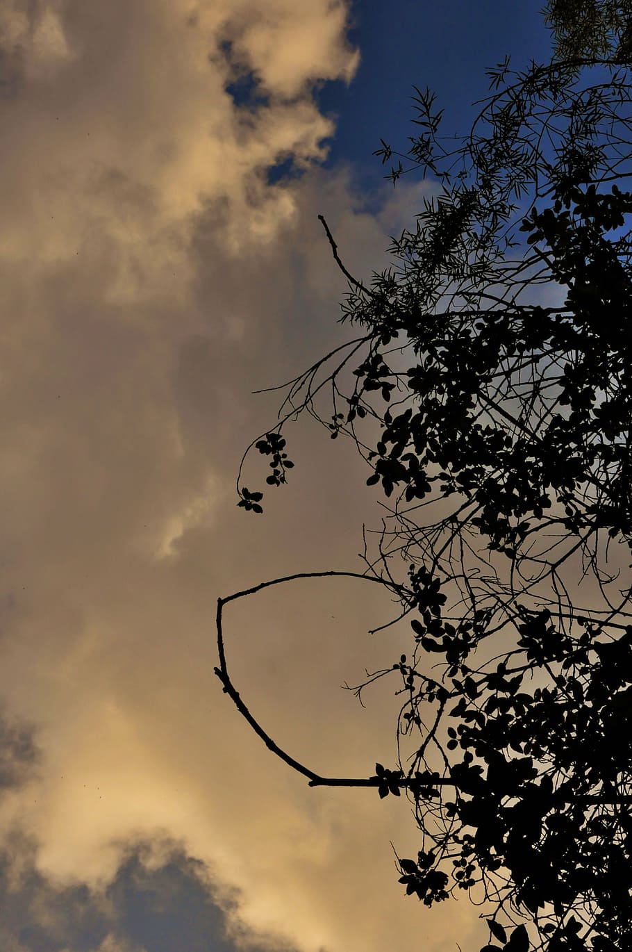 sky, clouds, sunset, tree, evening, poland, plant, silhouette HD wallpaper