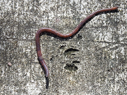 brown earthworm, earth worm, crawling, soil, bait, insect, one animal HD wallpaper