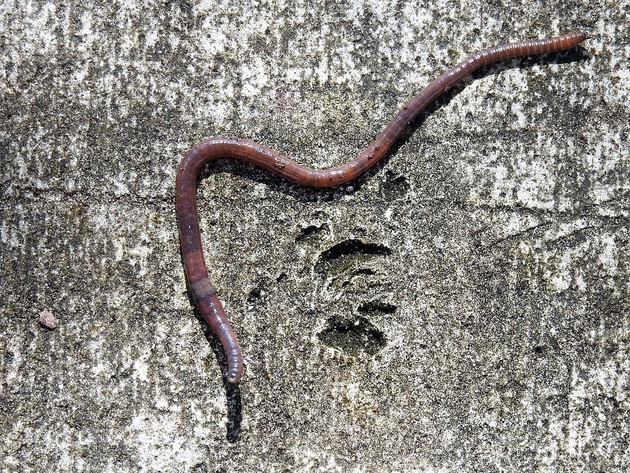 brown earthworm, earth worm, crawling, soil, bait, insect, one animal