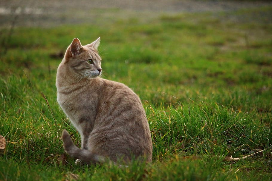 cat, meadow, kitten, mackerel, breed cat, young cat, pet, animal themes HD wallpaper