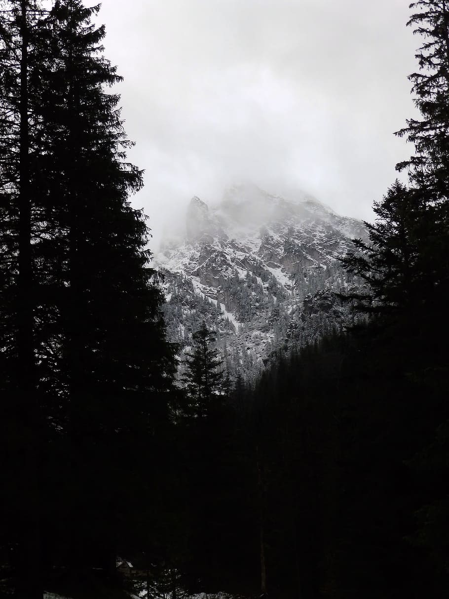 mountains, winter, forest, snow, the fog, clouds, tatry, rocks HD wallpaper