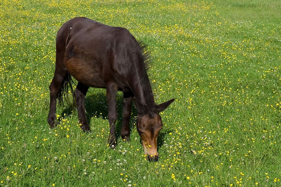 Pony, Galloway, Eating, Grass, Meadow, lawn, horse, brown, grazing HD wallpaper