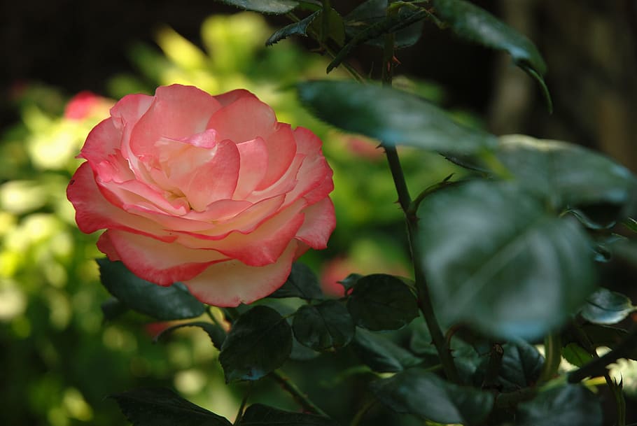 flower, rose, leaf, nature, flora, freshness, close-up, plant HD wallpaper