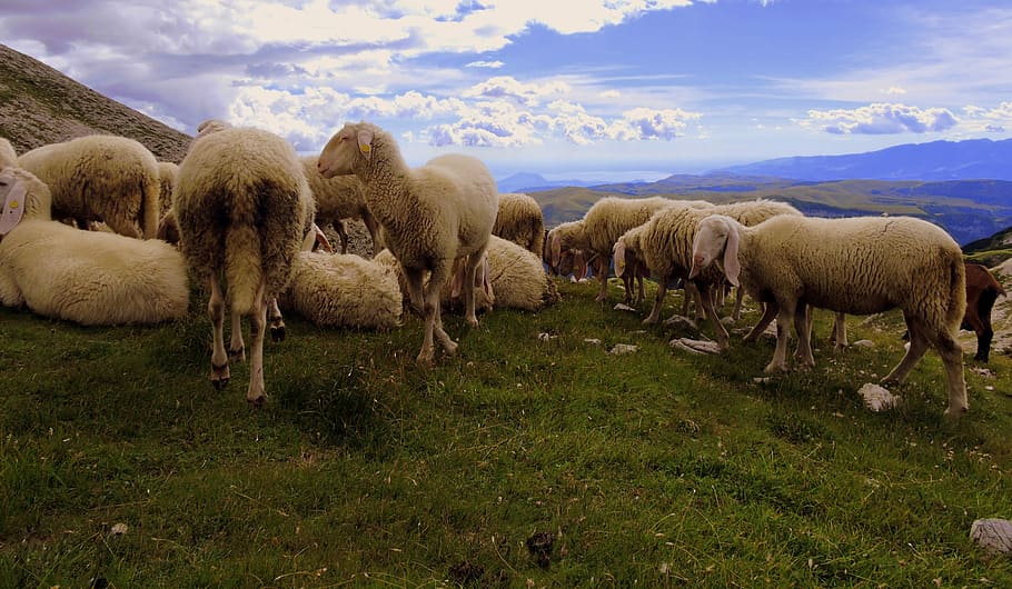 Sheep, Flock, Landscape, Clouds, Grass, mountain, green, prato HD wallpaper