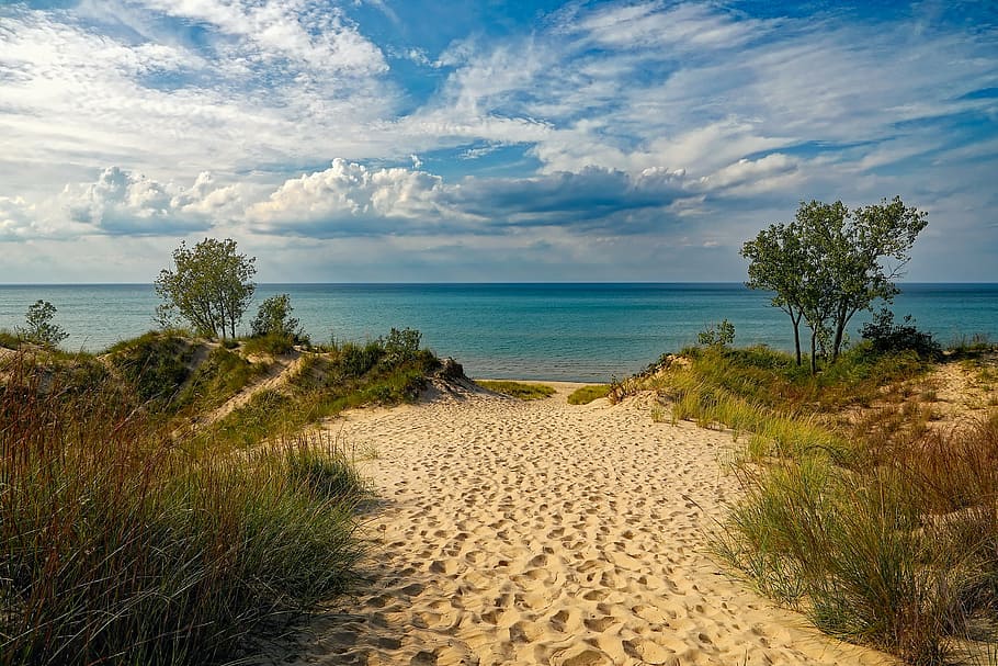 green trees near body of water, indiana dunes state park, beach, HD wallpaper