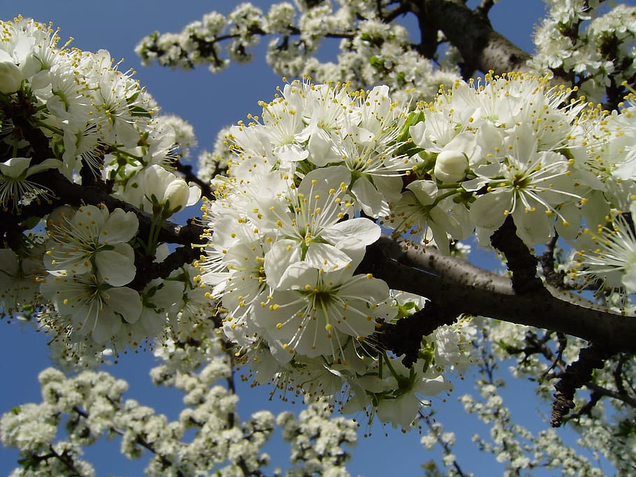 Bloom, Apple Tree, vessenee, flower, nature, blossom, white color HD wallpaper