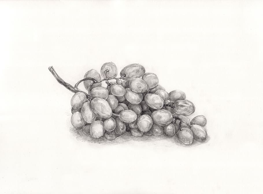 grape sketch, painting, drawing, studio shot, white background HD wallpaper