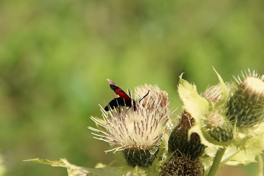 insect, flower, meadow, macro, butterfly, animals in the wild HD wallpaper