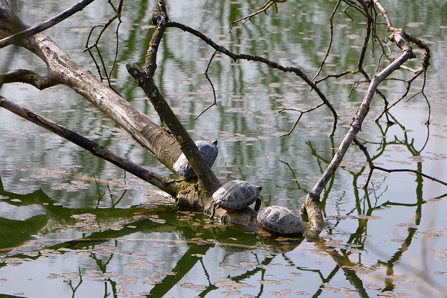 Nature, Pond, Water, Tree, Turtles, Sun, tierleben, animal HD wallpaper