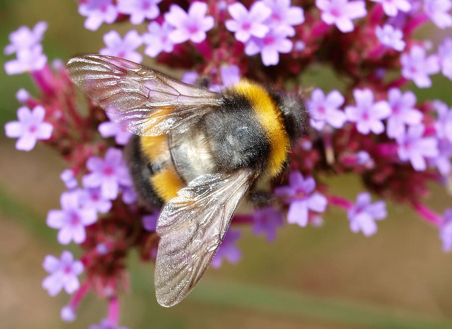 flower, hover fly, insect, flowering plant, one animal, animal themes HD wallpaper