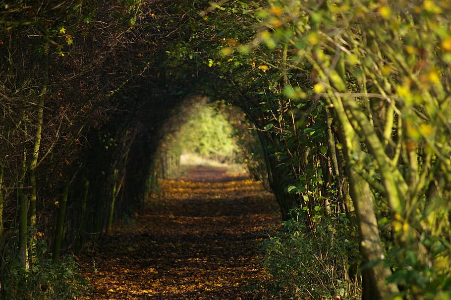 photo of plant tunnel during daytime, walk, footpath, trees HD wallpaper