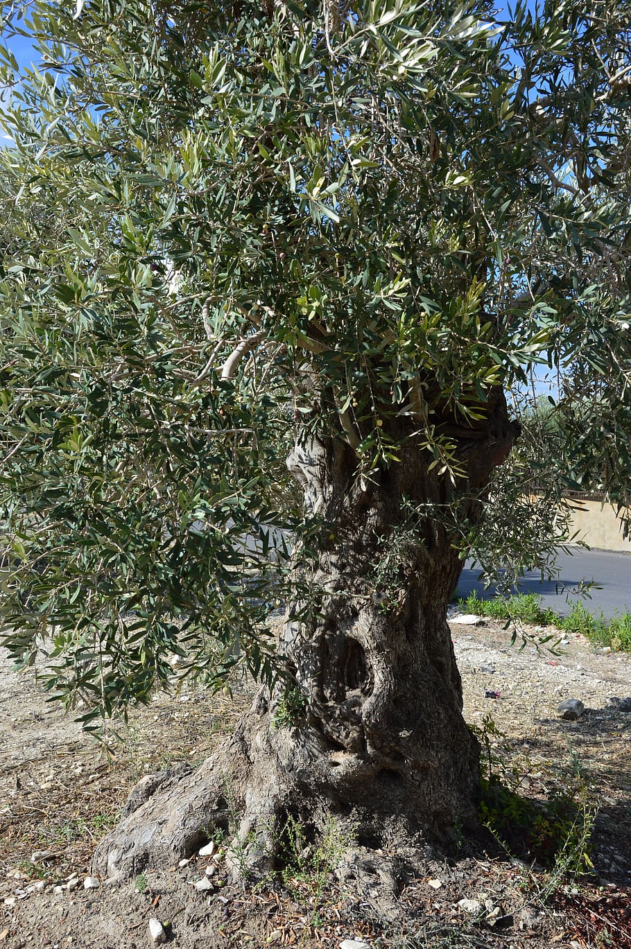 tree, olive, nature, olive tree, old, mediterranean, tribe HD wallpaper