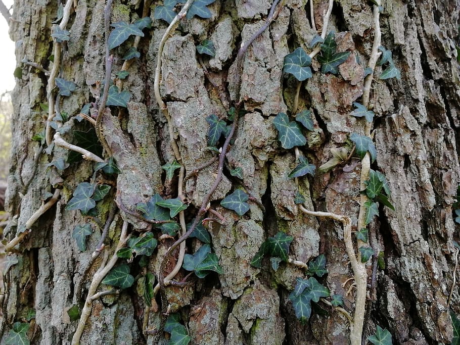 bark, tree, nature, wallpaper, trunk, tree trunk, plant, close-up HD wallpaper
