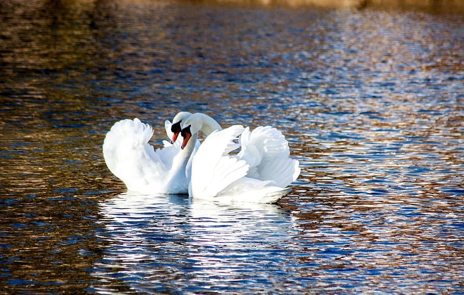 two white swan on river during daytime, love, pair, romantic HD wallpaper