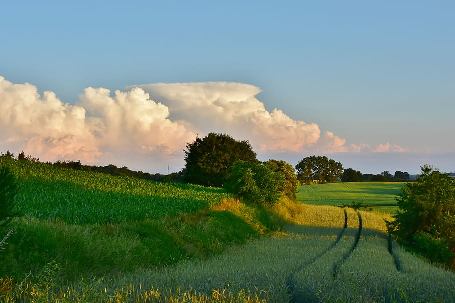 green grass under blue sky, clouds, nature, landscape, mood HD wallpaper