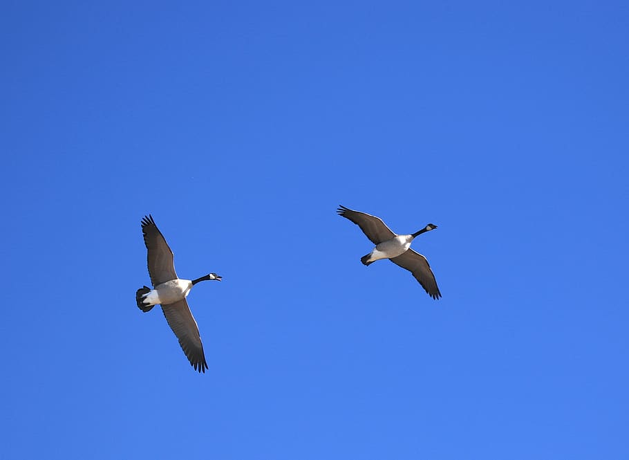 canada geese, flying, sky, animal themes, bird, animals in the wild HD wallpaper