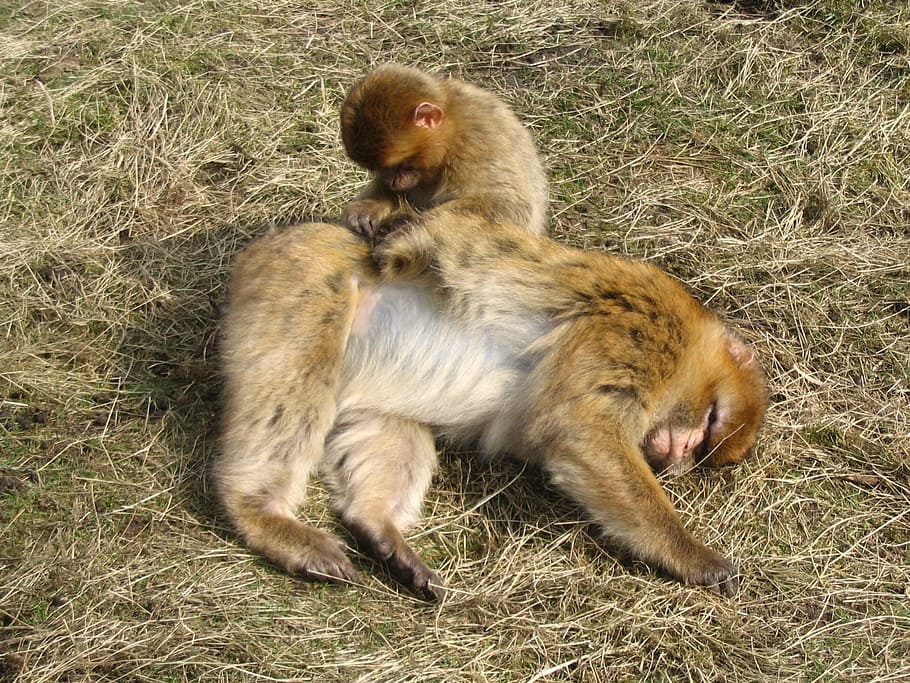 Monkey, Animals, Care, Zoo, delouse, mammal, primate, cute HD wallpaper