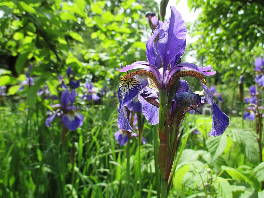 Flower, Iris, Violet, Spring, Miracle, naturam, beautiful, purple HD wallpaper