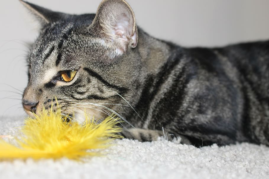 cat, feather, kitty, play, animal, animal themes, mammal, pets HD wallpaper