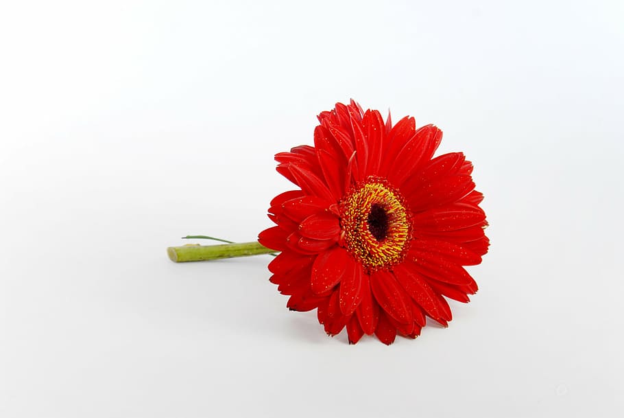 flower, red, floral, flowering plant, flower head, petal, inflorescence HD wallpaper