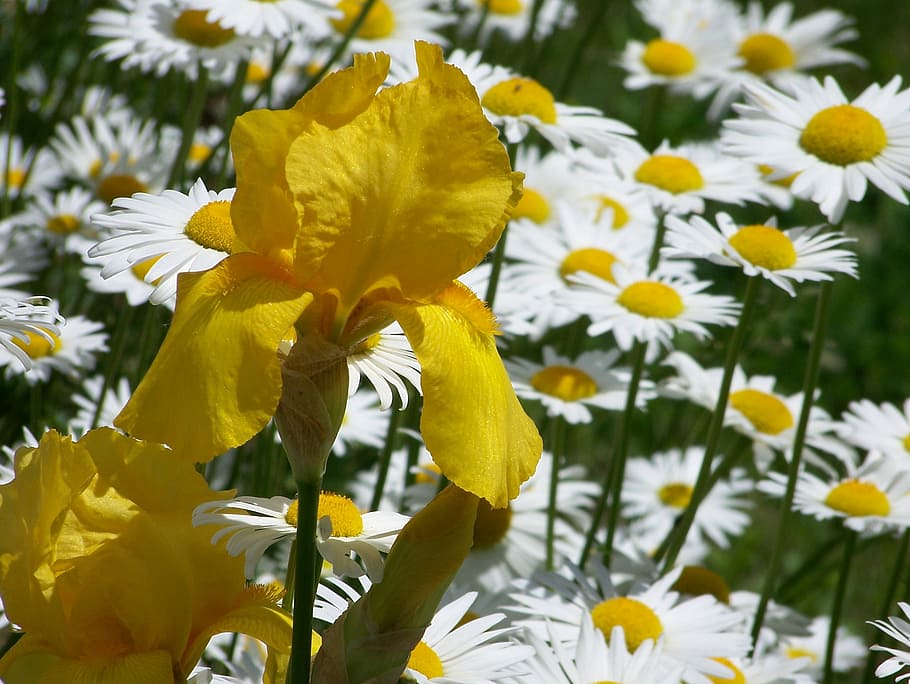 yellow, iris, daisy, daisies, spring, flowers, flowering plant HD wallpaper