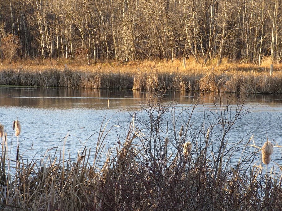 pond, peaceful, tranquil, view, reflection, scene, scenic, fall HD wallpaper