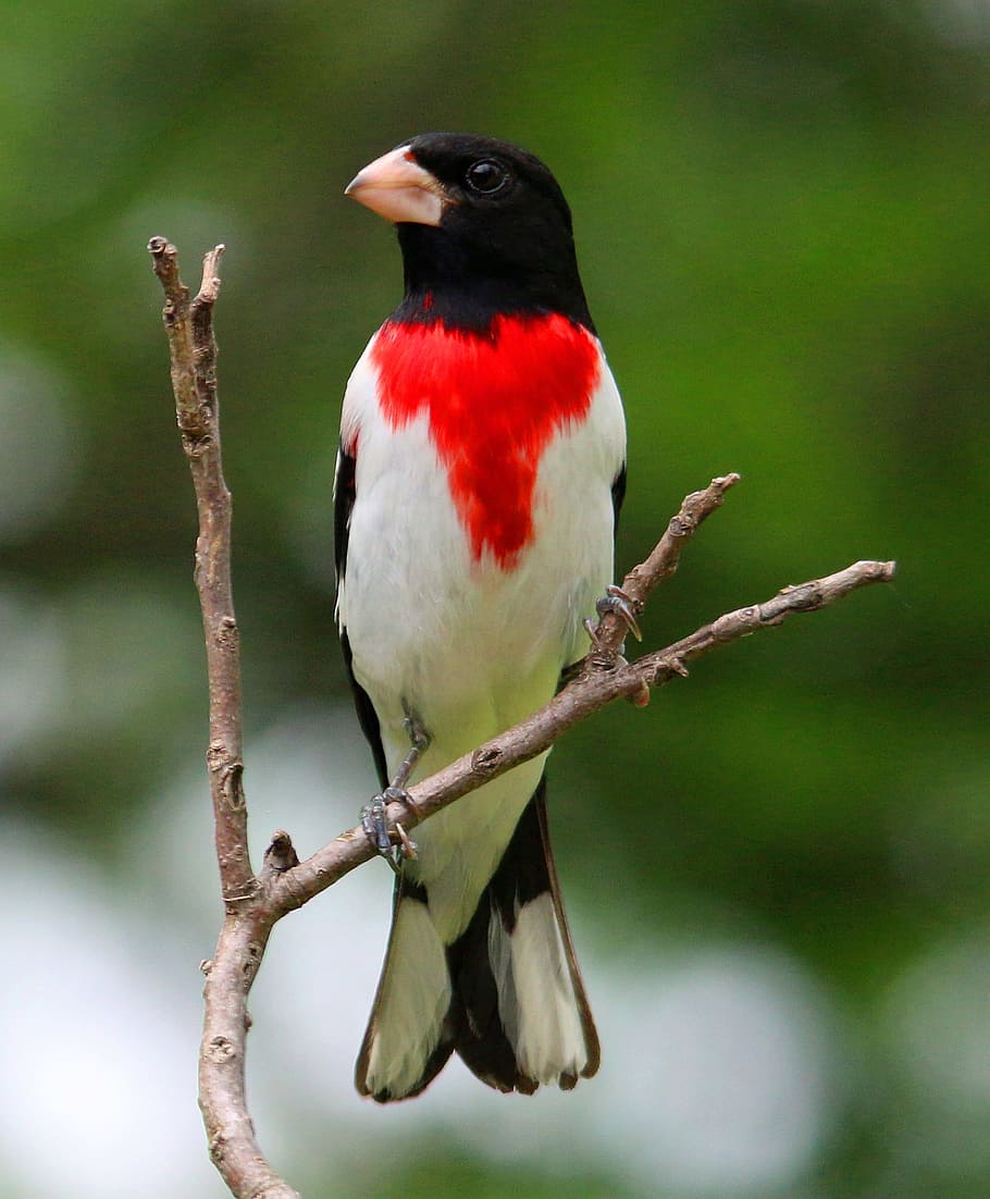 photo of red and white chested bird on branch, rose-breasted grosbeak
