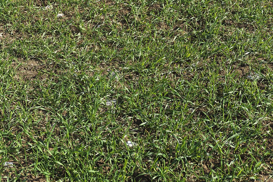 grass, background, nature, background grass, pattern, texture HD wallpaper