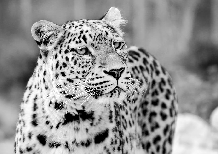 grayscale photo of leopard, persian leopard, black and white, HD wallpaper