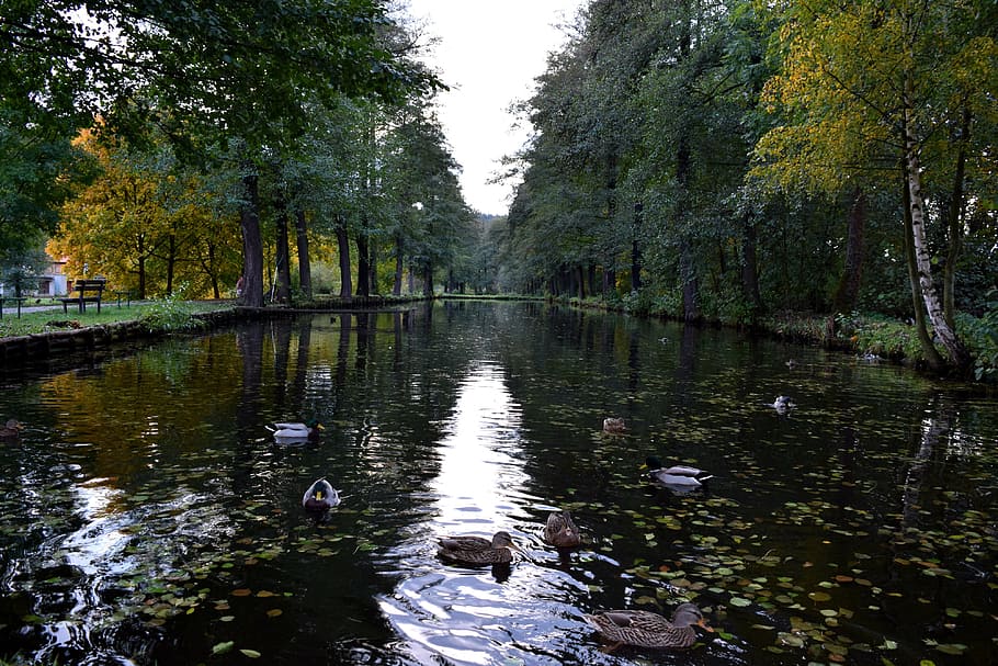 Pond, Ducks, Bird, Wild, water bird, mallard duck, water surface HD wallpaper