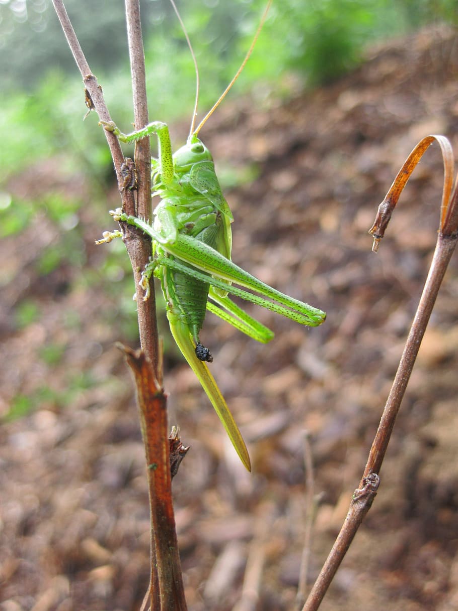 grasshopper, nature, animals, animal themes, one animal, animals in the wild HD wallpaper