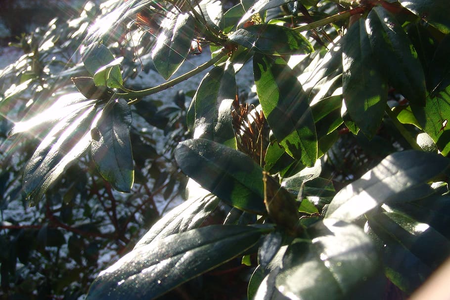 rododendron, plant, bush, leaf, plant part, growth, nature HD wallpaper