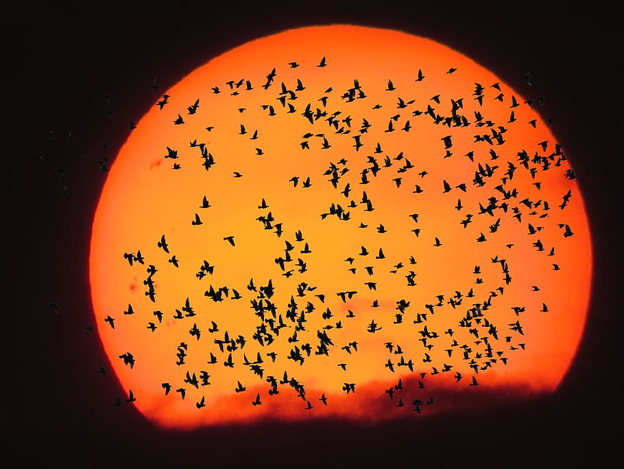 silhouette photo of flying birds during golden h our, emotions HD wallpaper